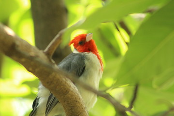 bird on a branch