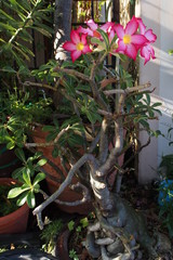 Fototapeta na wymiar Desert rose, Mock Azalea, Pinkbignonia, Impala lily in Thailand ชวนชม ดอกบาน