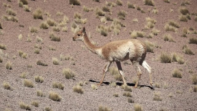 Vicugna vicugna running in super slow motion in Atacama