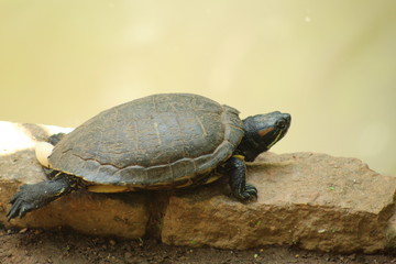 turtle on a rock