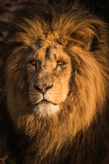 Obraz na płótnie Canvas African lion portrait of his head in golden hour sunlight looking sad