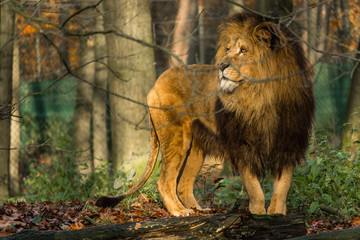 African Lion proudly standing in autumn season colors, Burgers Zoo, The Netherlands