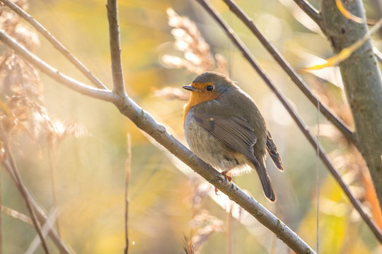 European robin sitting on a branch in beautiful sunlight, Biesbosch National Park, The Netherlands