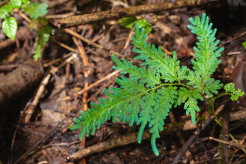 leaves Fern  Green in the forest with on background - 305876588