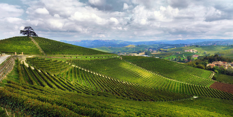 Fototapeta na wymiar View of autumnal vineyards on the hills of Langhe region in Piedmont, Northern Italy