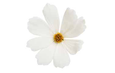 Fototapeta premium cosmea flower isolated