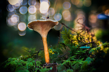 Mushroom in the forest on a morning