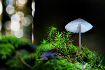 mushroom in the garden