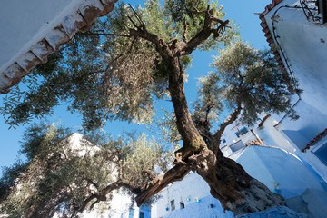 tree of chefchaouen