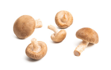 Shiitake mushrooms isolated