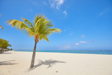 white sand and palm on the beach of Mauritius