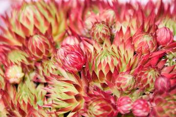 Red succulent plants - Hens and chicks