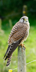 Falcon on pole