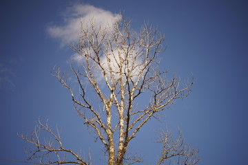 old big bare tree in blue sky with white cloud background.