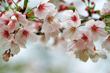 Fototapeta na wymiar Cherry blossoms blooming in spring in Japan