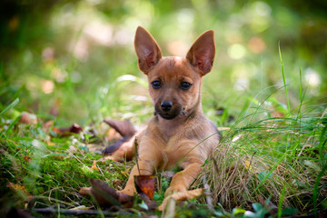 Naklejka na ściany i meble Cute small dog lying on the grass
