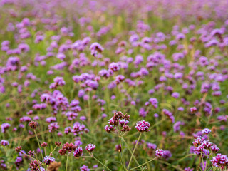 Naklejka premium Field of violet / lavender / purple Vervain flowers in an urban park – focus on flowers in the foreground