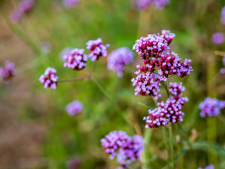 Close up of violet / lavender / purple Vervain flowers in an urban park