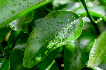 Fresh Green Leaves With Water Drops After Hard Rain In The Morning. Growing of orange tree in a garden.