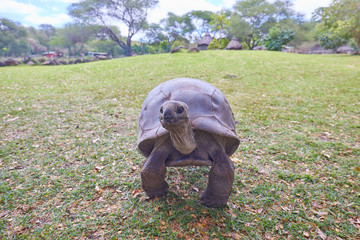 huge land tortoise in the summer on the grass
