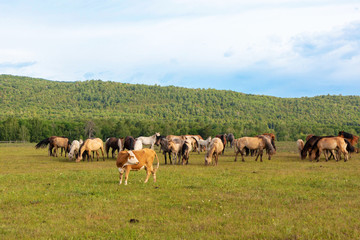 Fototapeta na wymiar horses graze in the meadow, herd of horses grazes on the background of the forest