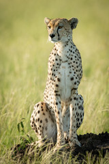 Female cheetah sits staring on termite mound