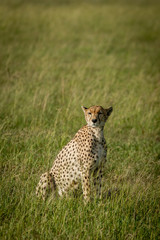 Female cheetah sits turning head in grass