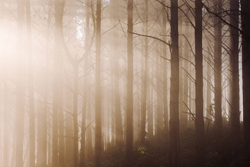 Rays of sunlight shining through pine forest