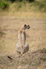 Female cheetah sits turning head on grass