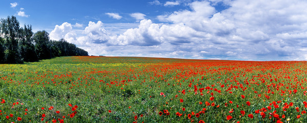 Field with red poppies and a beautiful sky with white clouds.