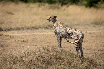 Female cheetah stands on mound flicking tail