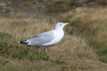 Goéland breton