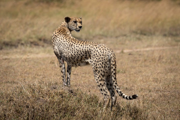 Female cheetah stands on mound looking back