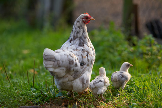 free-range chicken in a traditional farm