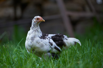 free-range chicken in a traditional farm