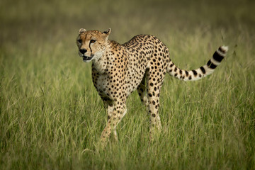 Female cheetah walking through grass in sunshine