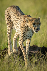 Female cheetah walks over mound in grass