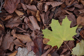 herbstblätter