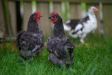 free-range chicken in a traditional farm