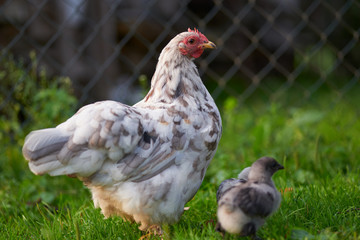 free-range chicken in a traditional farm