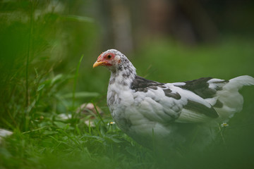 free-range chicken in a traditional farm