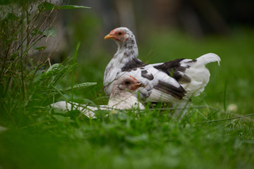 free-range chicken in a traditional farm
