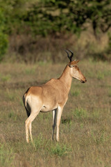 Naklejka na ściany i meble Female hartebeest stands on savannah in profile