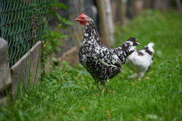 free-range chicken in a traditional farm