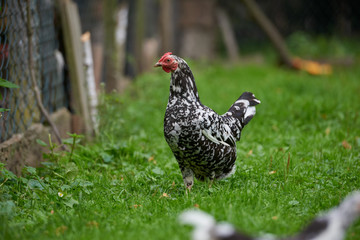 free-range chicken in a traditional farm