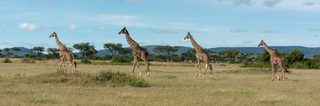Four Masai giraffe cross savannah in line