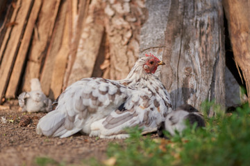 free-range chicken in a traditional farm