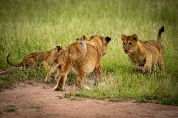 Obraz na płótnie Canvas Four lion cubs play in grass together