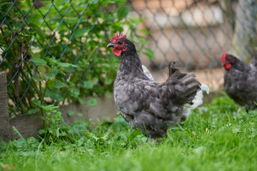 free-range chicken in a traditional farm