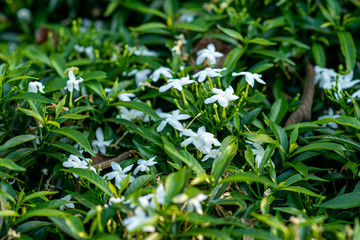 Small white flowers are popularly planted in the park.
